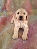 Goldendoodle Puppies for sale In Boston MA run twice the Price of Purebredpups| Male Goldendoodle Puppy for sale #19 Ready January 2013